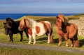 Shetlandy.jpg